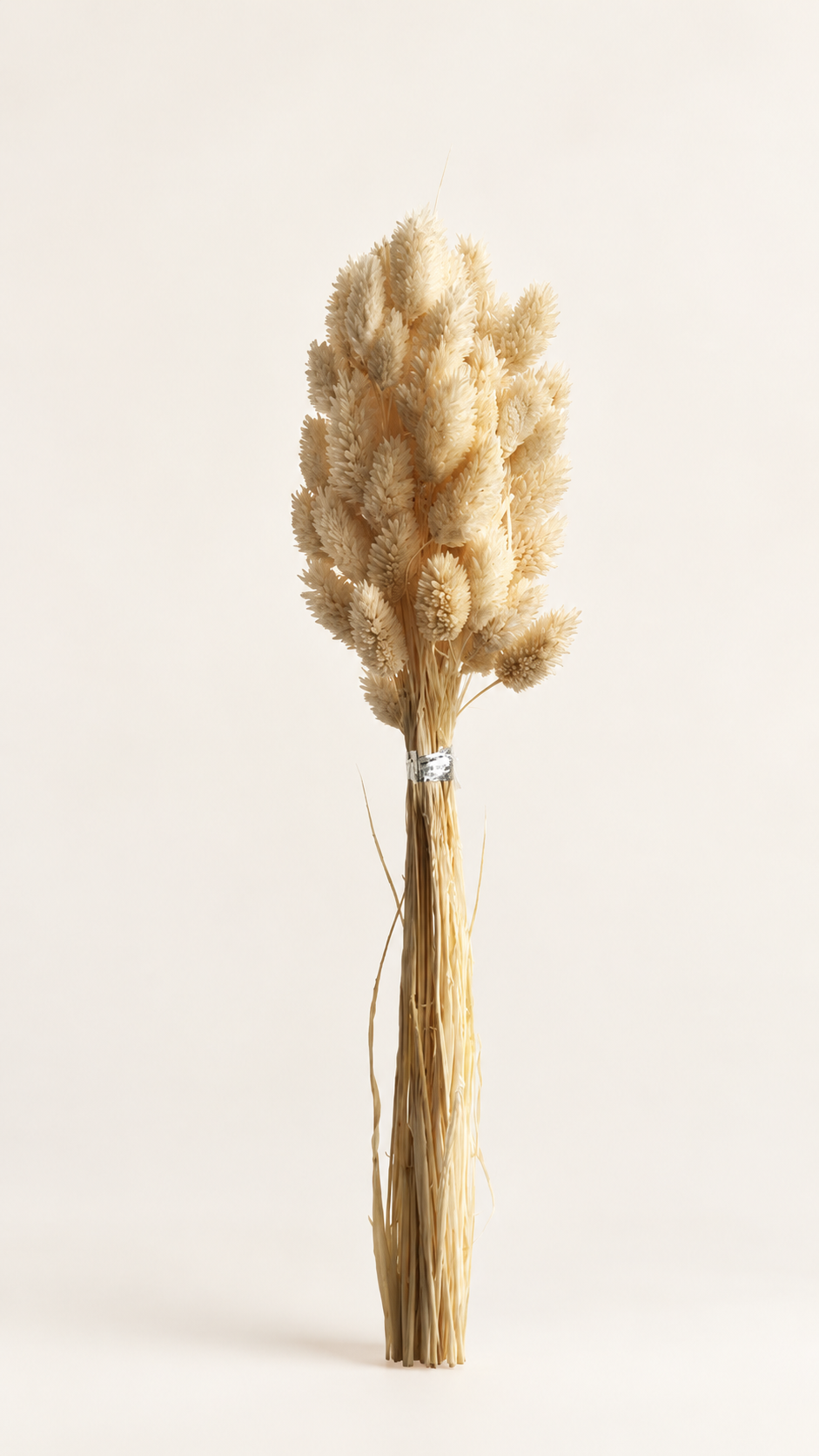 Cream Grass Tail